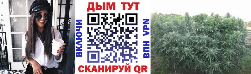 Конопля гибрид  Наволоки 